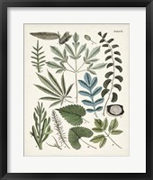 Fanciful Ferns VII Framed Print