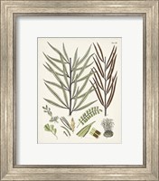 Framed 'Fanciful Ferns VIII' border=