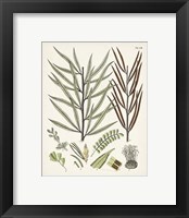 Framed 'Fanciful Ferns VIII' border=