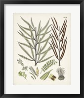 Framed 'Fanciful Ferns VIII' border=