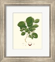 Framed 'Spring Green Foliage I' border=