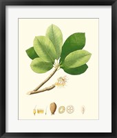 Spring Green Foliage II Framed Print