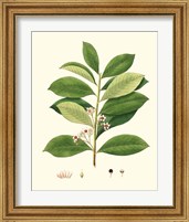 Framed 'Spring Green Foliage III' border=