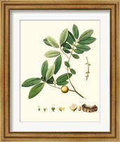 Framed 'Spring Green Foliage VII' border=