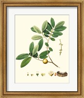 Framed 'Spring Green Foliage VII' border=