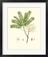 Spring Green Foliage VIII Framed Print