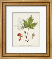 Framed 'Antique Tree Study I' border=