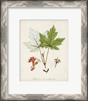 Framed 'Antique Tree Study I' border=