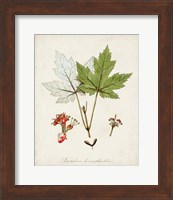 Framed 'Antique Tree Study I' border=