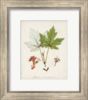 Framed 'Antique Tree Study I' border=