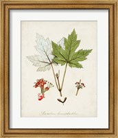 Framed 'Antique Tree Study I' border=