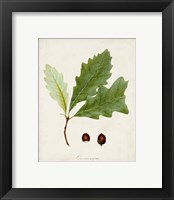 Framed 'Antique Tree Study II' border=