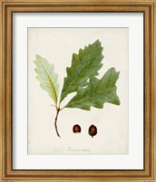 Framed 'Antique Tree Study II' border=