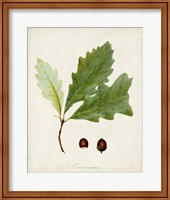 Framed 'Antique Tree Study II' border=