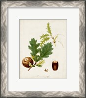 Framed 'Antique Tree Study III' border=