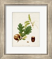 Framed 'Antique Tree Study III' border=