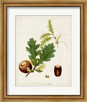 Framed 'Antique Tree Study III' border=