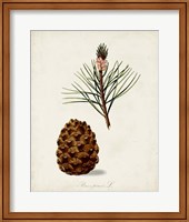 Framed 'Antique Tree Study V' border=