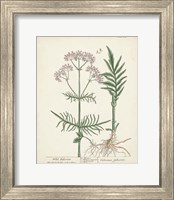 Framed 'Antique Herbs I' border=