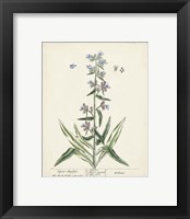 Framed 'Antique Herbs II' border=