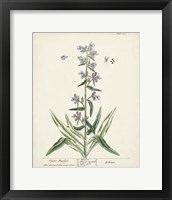 Antique Herbs II Framed Print