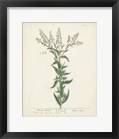 Antique Herbs IV Framed Print