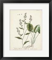 Framed 'Antique Herbs V' border=