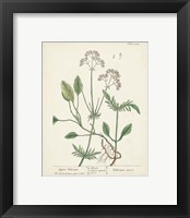 Framed 'Antique Herbs VI' border=