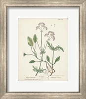 Framed 'Antique Herbs VI' border=