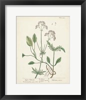 Framed 'Antique Herbs VI' border=