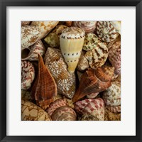 Mini Conch Shells I Framed Print