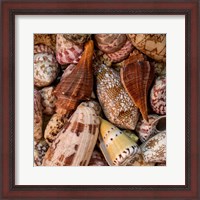 Framed 'Mini Conch Shells II' border=