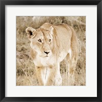 Framed Lioness in Kenya (sepia)