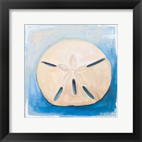 Framed Sand Dollar on Blue