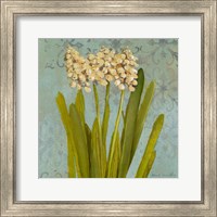 Framed 'Hyacinth on Teal II' border=