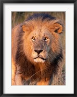 Framed Approaching Lion