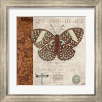 Framed 'Butterfly on Display I' border=