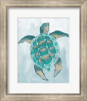 Framed 'Aquatic Turtle II' border=