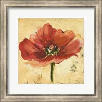 Framed 'Poppy IV' border=