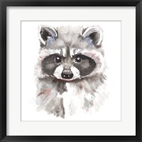 Framed Baby Raccoon