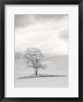 Framed Infrared of Lone Tree in Wheat Field 1