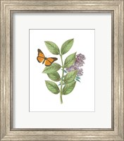 Framed 'Greenery Butterflies III' border=