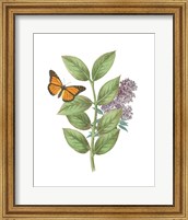 Framed 'Greenery Butterflies III' border=