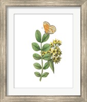 Framed 'Greenery Butterflies II' border=