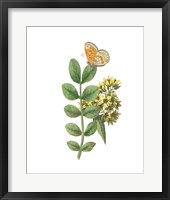 Greenery Butterflies II Framed Print