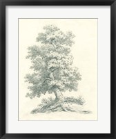 Tree Study II Framed Print