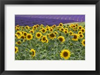 Framed Sunflowers Blooming Near Lavender Fields During Summer