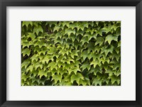 Framed Natural Plants And Leaves Growing On Wall In Provence