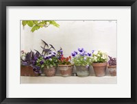 Framed Attractive Flowers In Clay Pots