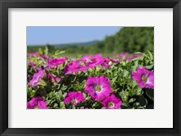 Framed Pink Petunias, New England